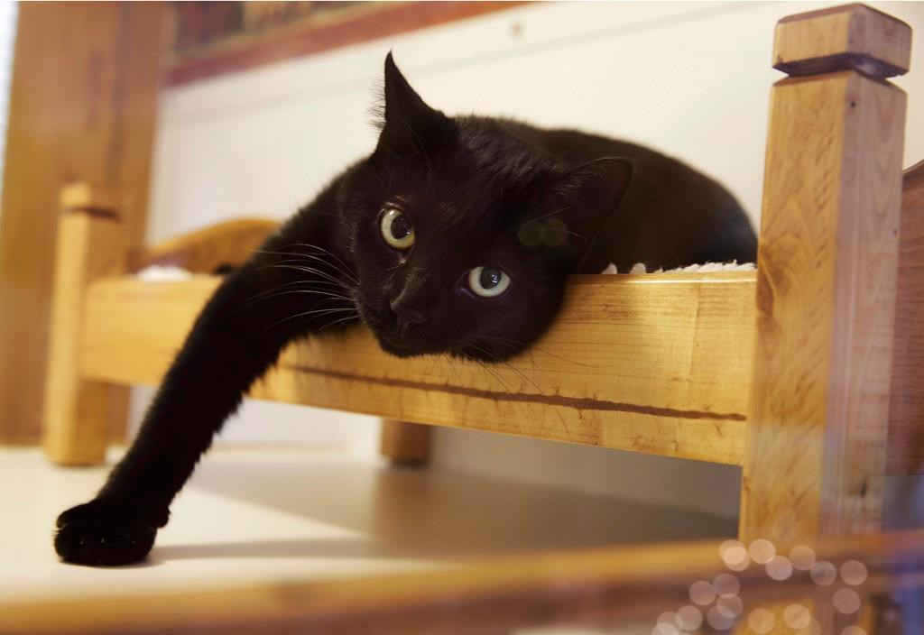 The City of Calgary is hosting licensing and microchipping events for cats.