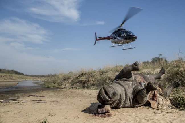 A helicopter takes off from near the carcass of a poached and mutilated white rhino that was found on the banks of a river at Kruger National Park, Sept. 12, 2014.