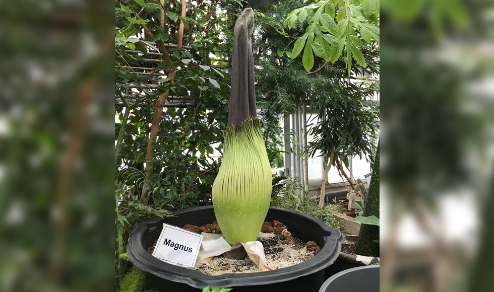 The “blooms” of the corpse flower can grow to more than three metres tall, but they smell like rotting meat and the blooms only last about a day.