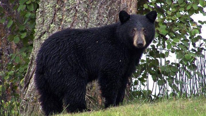 Two black bears were shot and killed in two different areas of North Vancouver Canada Day weekend.