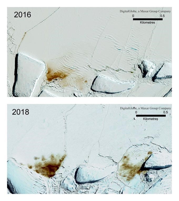 This combination of satellite photos shows the site of the Dawson Lambton emperor penguin colony in 2016 and 2018. (Credit; Maxar Technologies/British Antarctic Survey via AP