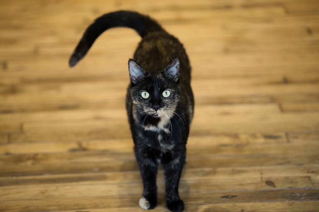 Only 12 per cent of stray cats reunited with owners: Winnipeg Humane Society - image