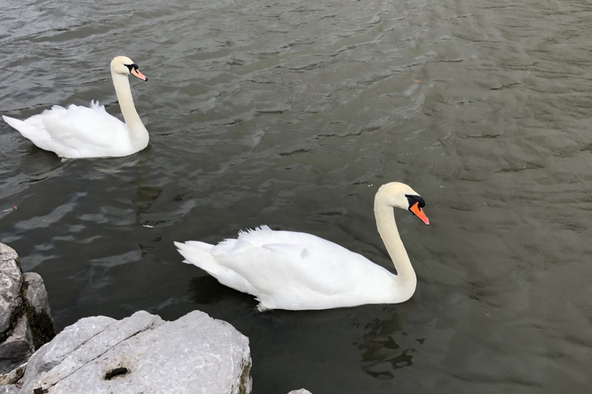 Otis and his new companion, Ophelia, swim around Victoria Park.