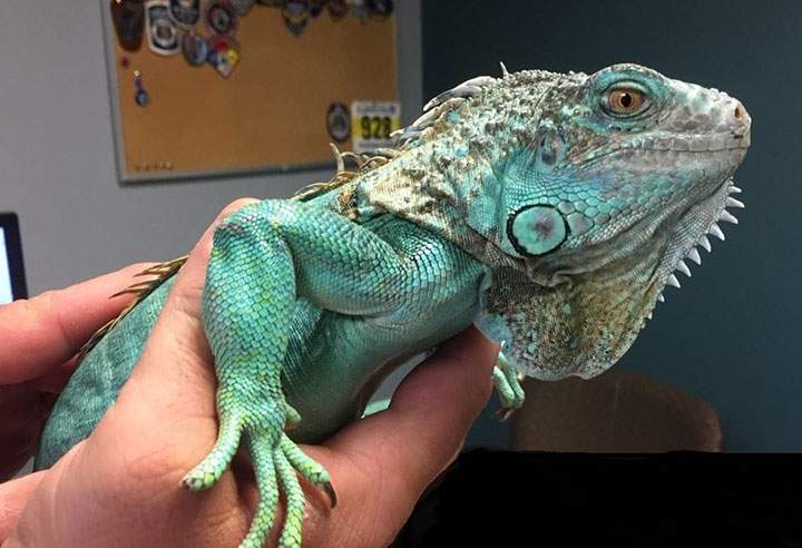 Police say an unruly customer at a restaurant in Ohio pulled an iguana from under his shirt, swung it around and threw it at the manager.