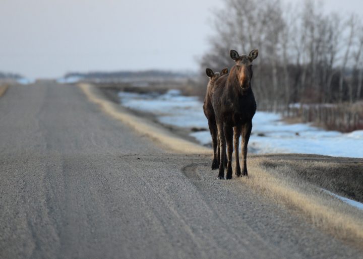 Brenda Reifferscheid took the May 12 Your Saskatchewan photo near Humboldt.
