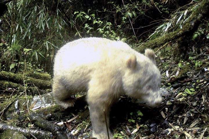 In this April 20, 2019, photo released by Wolong National Nature Reserve, an all white giant panda is captured by an infra-red triggered remote camera at the Wolong Nature Reserve in southwest China’s Sichuan province.