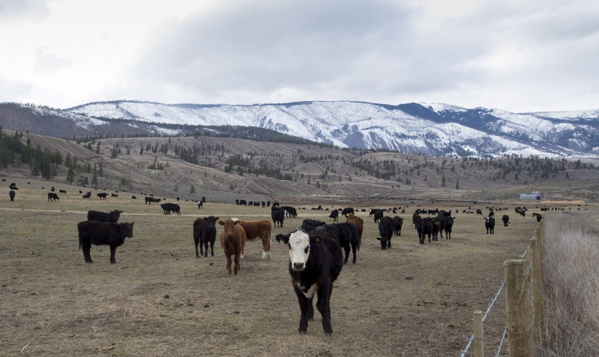 Cattle are seen in a field near Ashcroft, B.C., Sunday, March 26, 2017.  The B.C. government is partnering with the province's cattle industry to develop a targeted grazing program that could help prevent future wildfires.