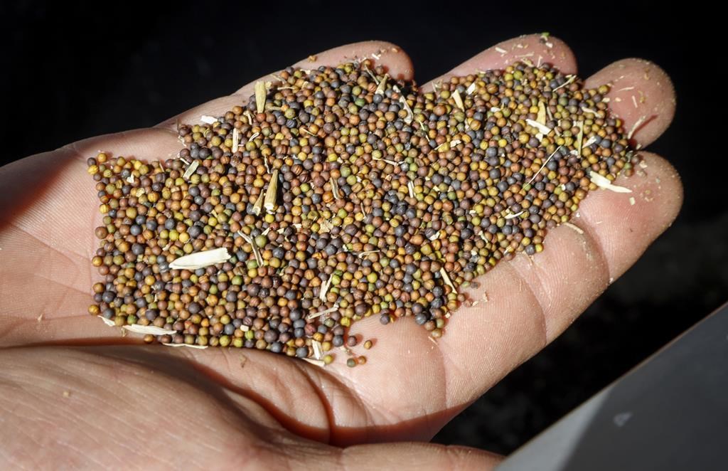 Minnesota-based Ceres Global Ag announced Tuesday it is constructing a US$350-million integrated canola crush facility in Northgate, Sask.