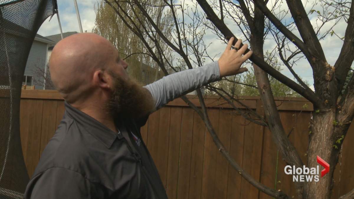 Codie Anderson examines an elm tree affected by European elm scale.