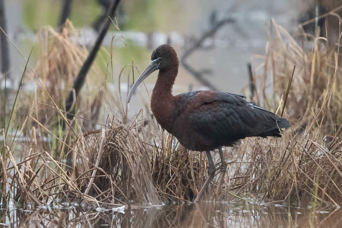 The Glossy Ibis’ normal habitat is the southeastern marshes of the United States.