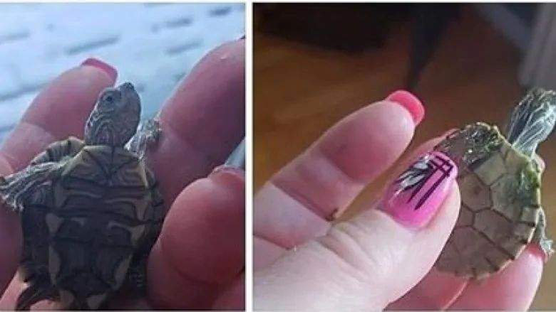 Officials with Alberta Fish and Wildlife are searching for two turtles that were sold illegally.