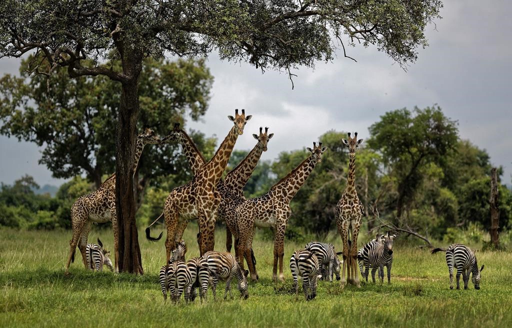 The United Nations issued its first comprehensive global scientific report on biodiversity on Monday, May 6, 2019.