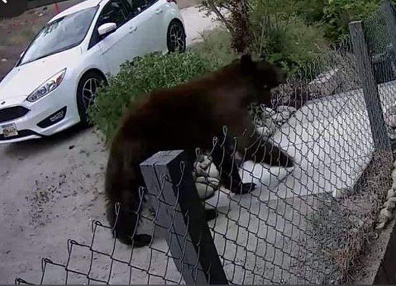Annemarie de Jong's surveillance caught a bear walking near her front door in Peachland Wednesday. 