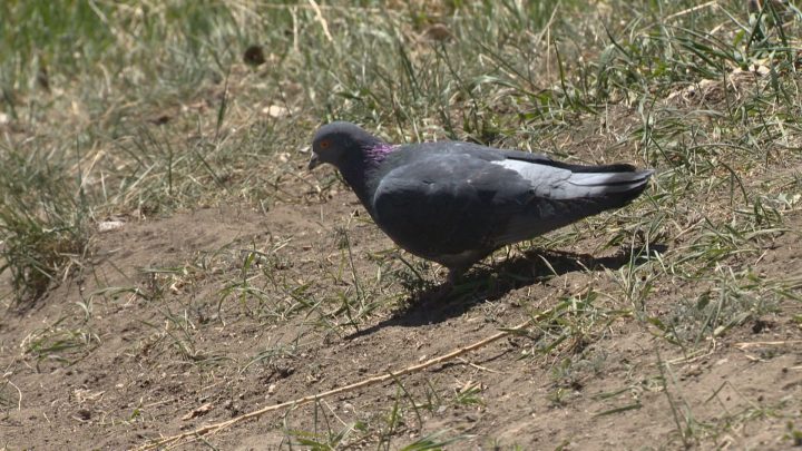 The city admits pigeons can cause problems, specifically with its energy provider.