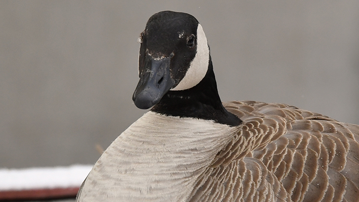 Two geese have built a nest outside the Royal Alexandra Hospital in downtown Edmonton. Alberta Health Services has set up a camera for people to watch the family 24-7.