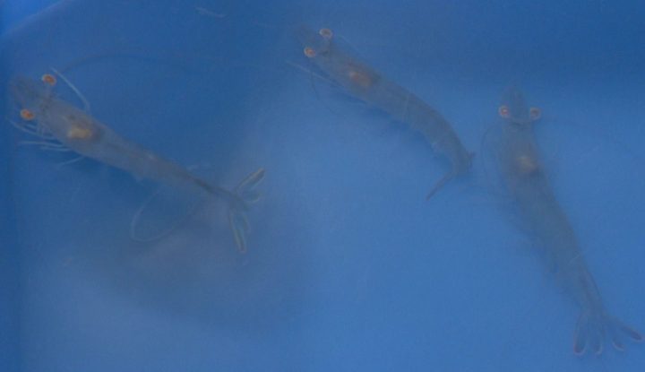 Shrimp at the new farm near Strathmore, Alta.