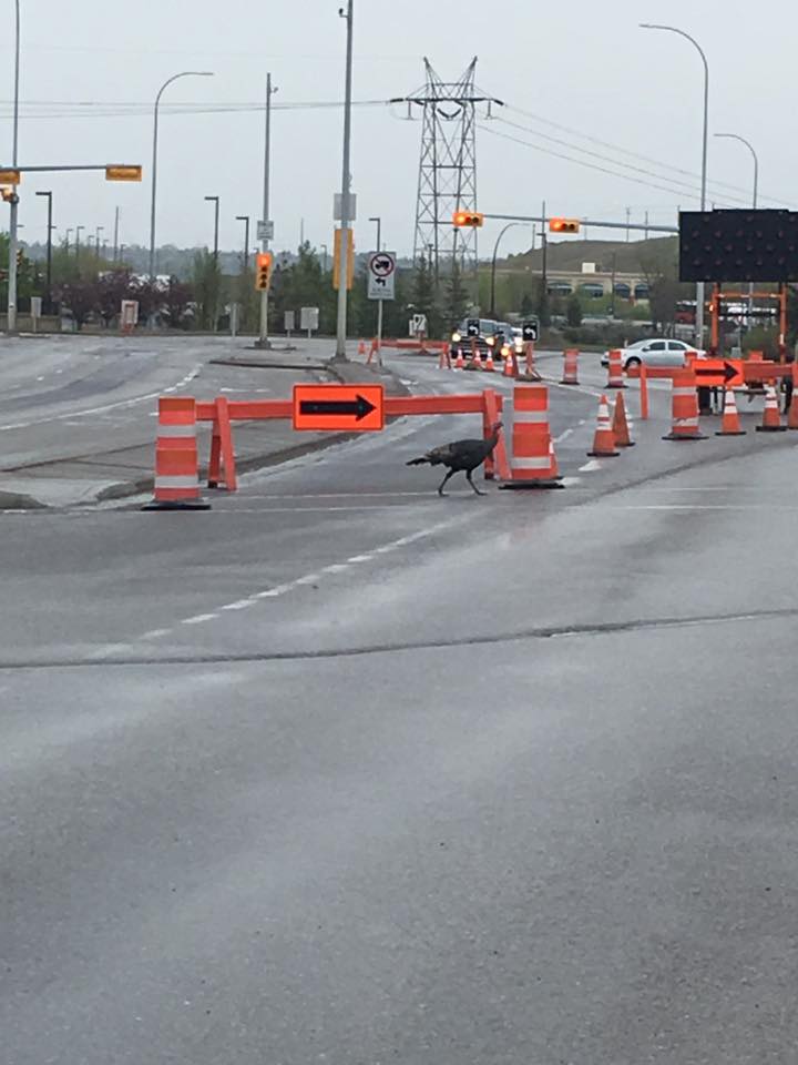 Turk the wild turkey is seen crossing the street in a construction zone in southeast Calgary.