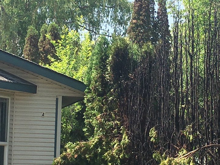 Another view of the burned hedges in the mobile home park.