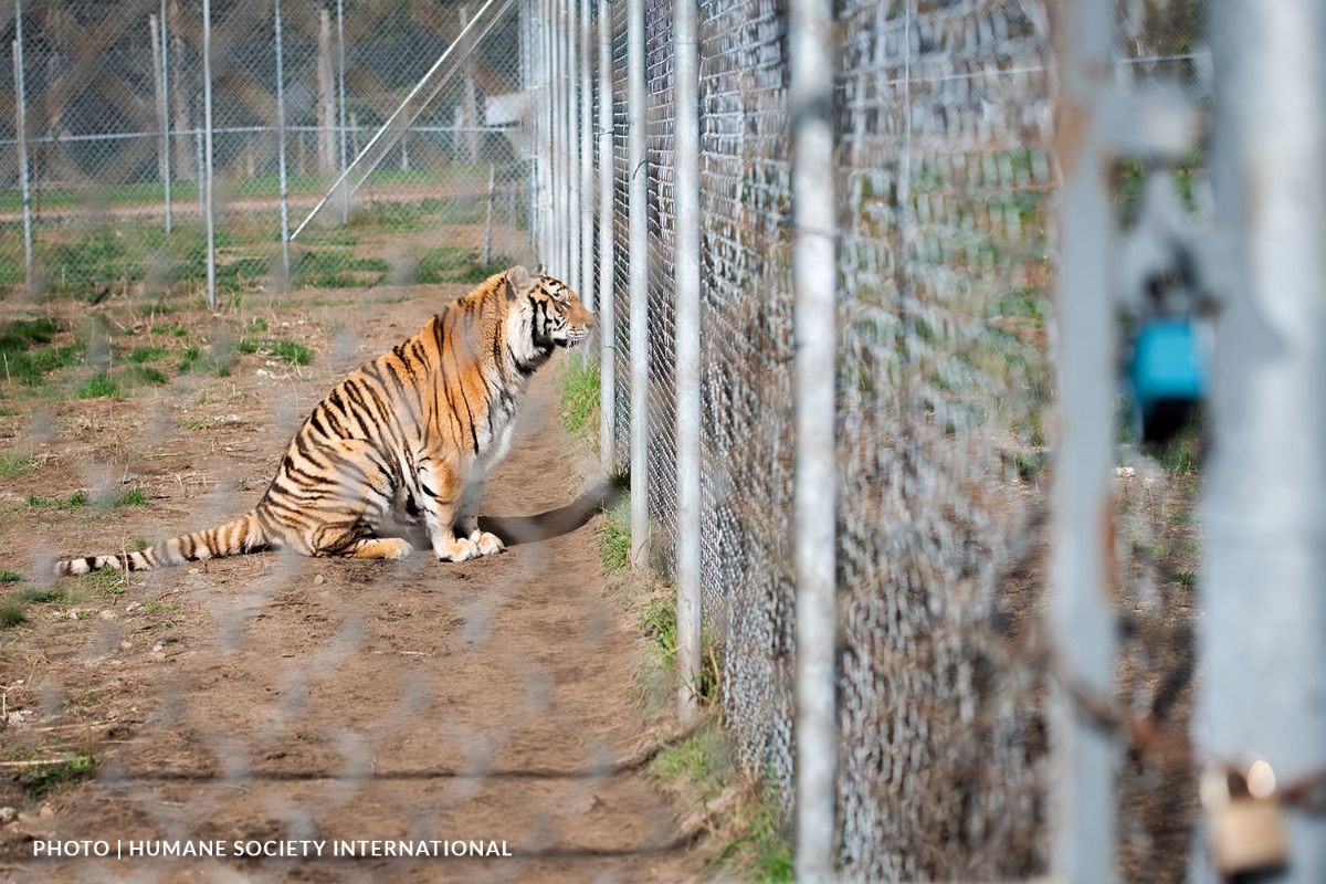 The Saint-Édouard Zoo owner is being charged with cruelty and neglect, and the animals are being seized.