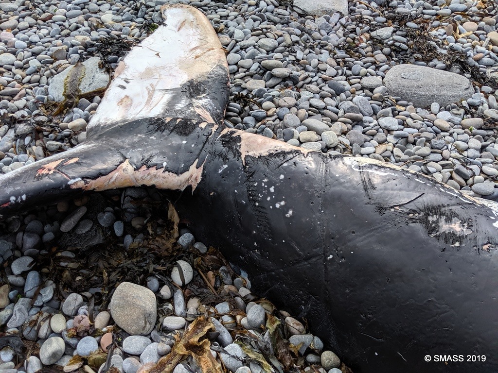 Damage to the fluke of the juvenile humpback whale found on a Scottish beach