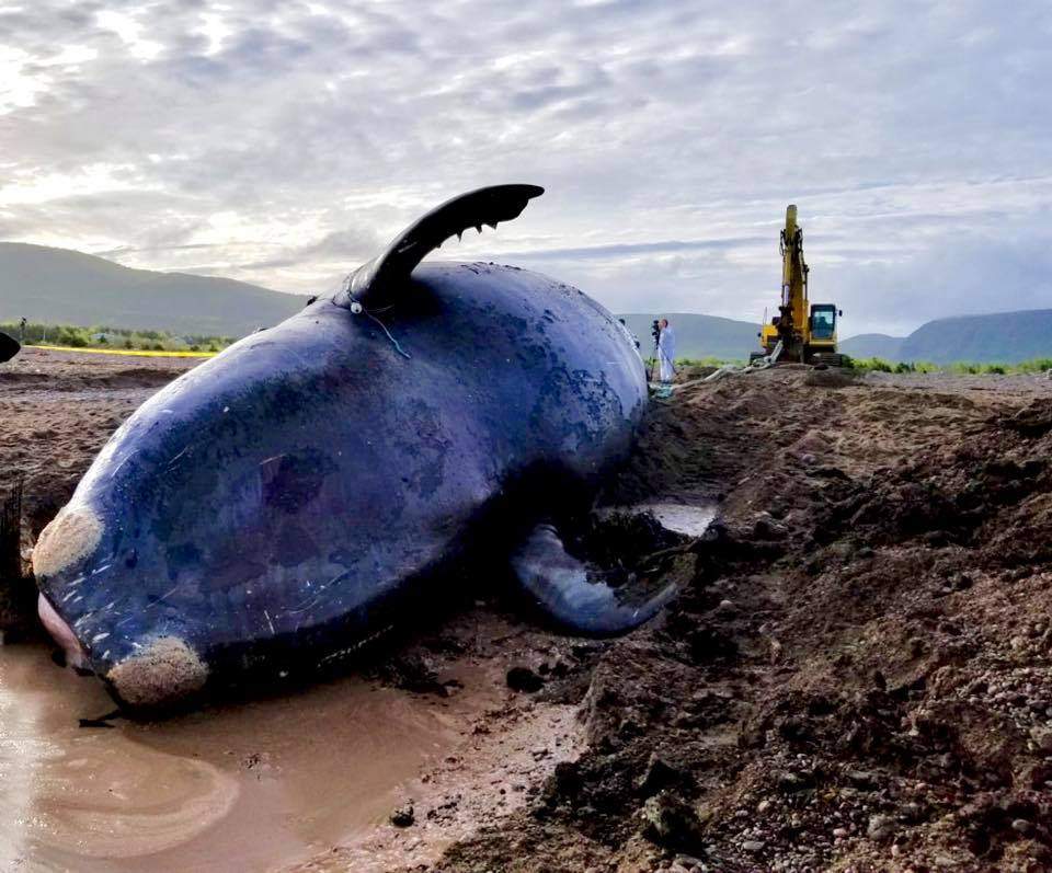 The Canadian Wildlife Health Cooperative/Atlantic Veterinary College and Fisheries and Oceans Canada are onsite on Tuesday, June 25,  in Cape Breton Island to necropsy the endangered North Atlantic right whale, Punctuation.