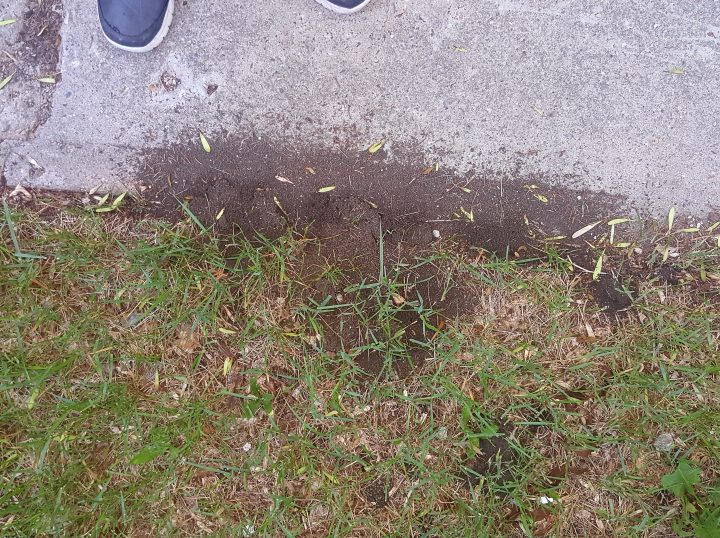 Enn Pasap is dealing with several ant mounds in her yard in the Cathedral neighbourhood.