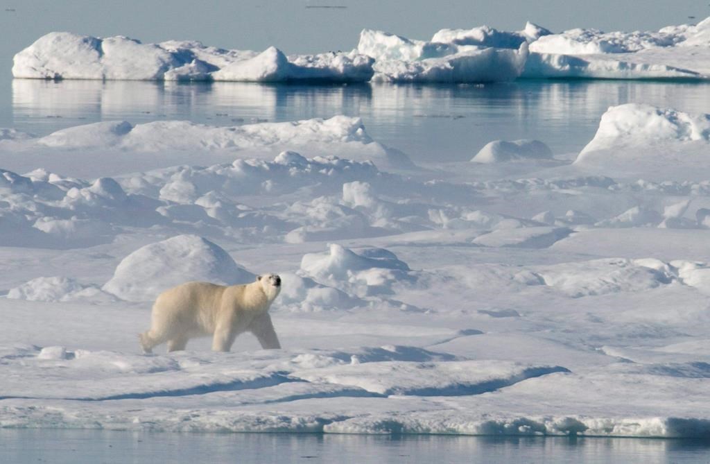 A polar bear stands on a ice flow in Baffin Bay above the arctic circle as seen from the Canadian Coast Guard icebreaker Louis S. St-Laurent on July 10, 2008.