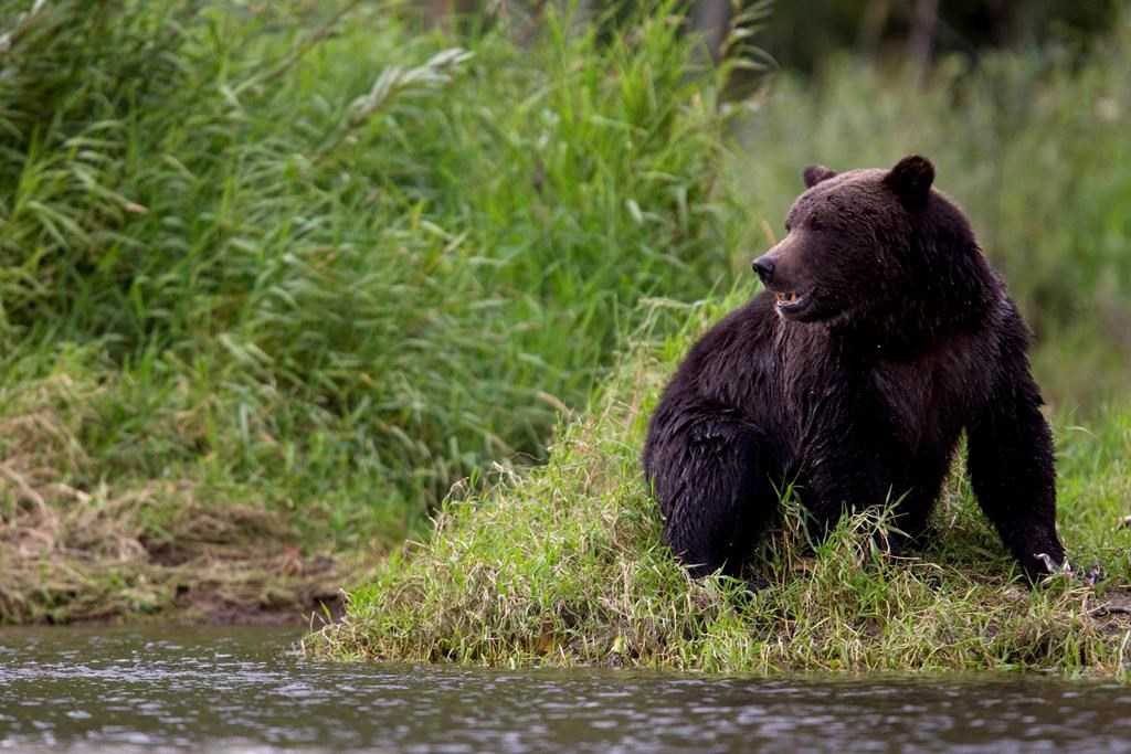 A grizzly bear is seen fishing along a river in Tweedsmuir Provincial Park near Bella Coola, B.C. Friday, Sept 10, 2010.