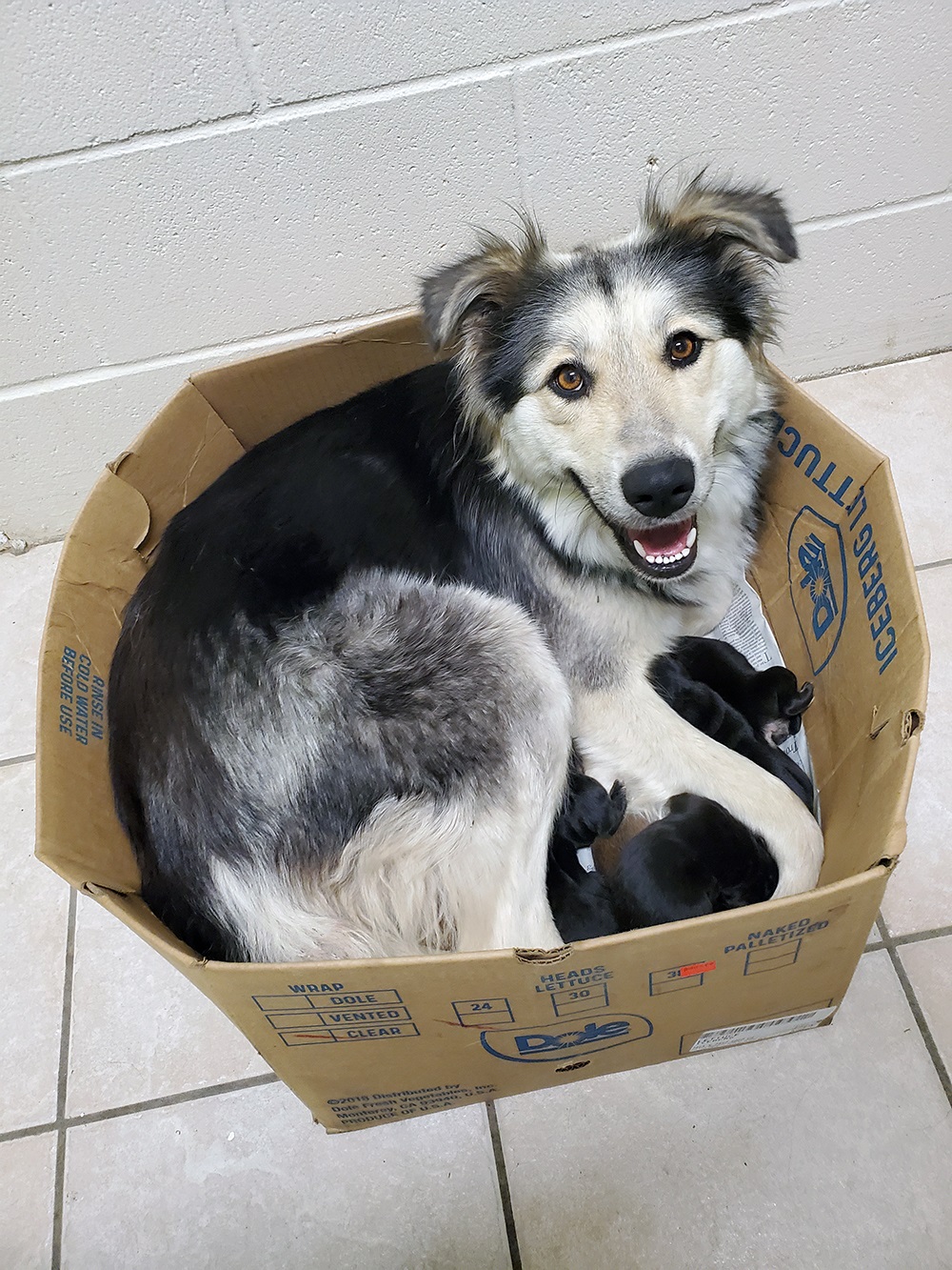 Courtesy B.C. SPCA