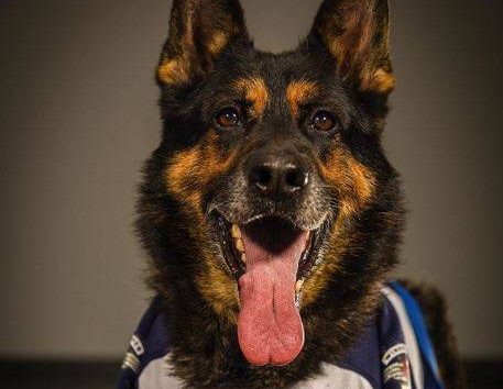 PSD Griffin.