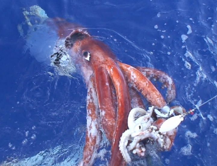 First-ever giant squid filmed in U.S. waters, revealing ‘monster in our backyard’ - image