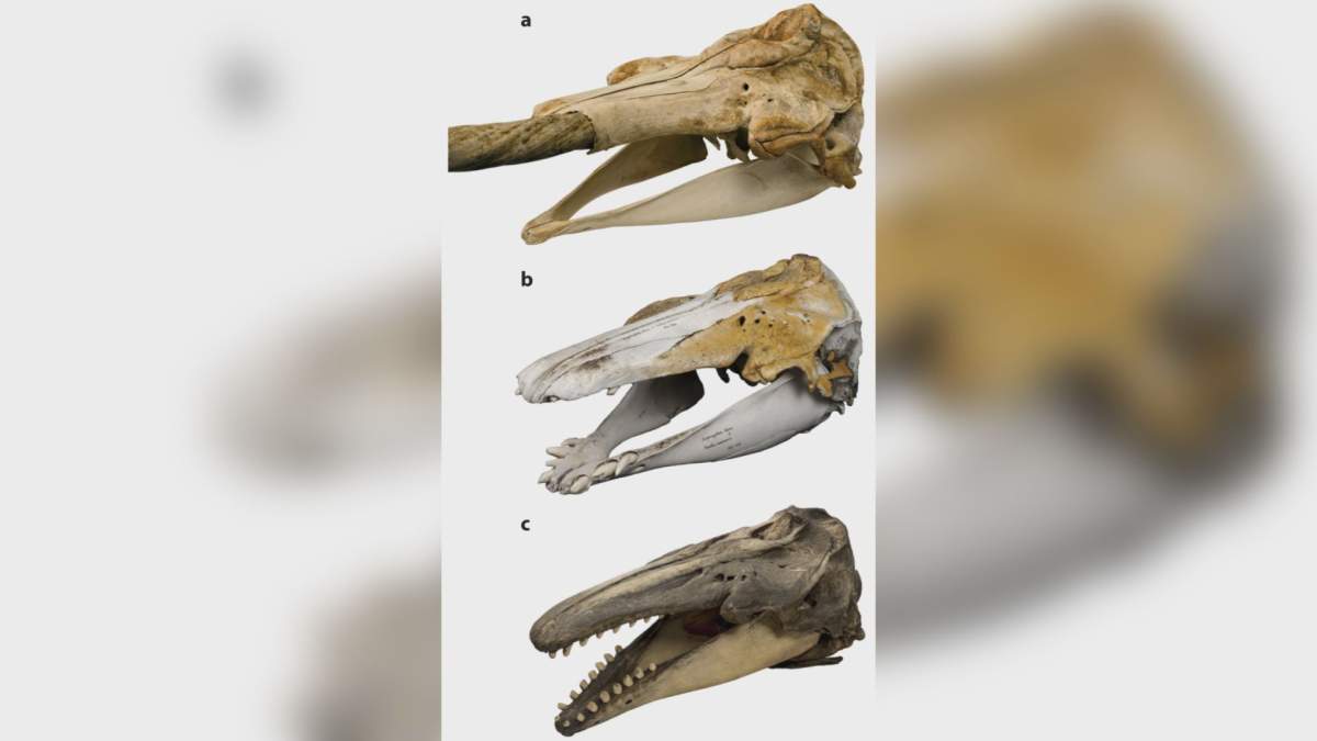 Skull of (a) narwhal, (b) the hybrid analyzed in the study and (c) beluga.