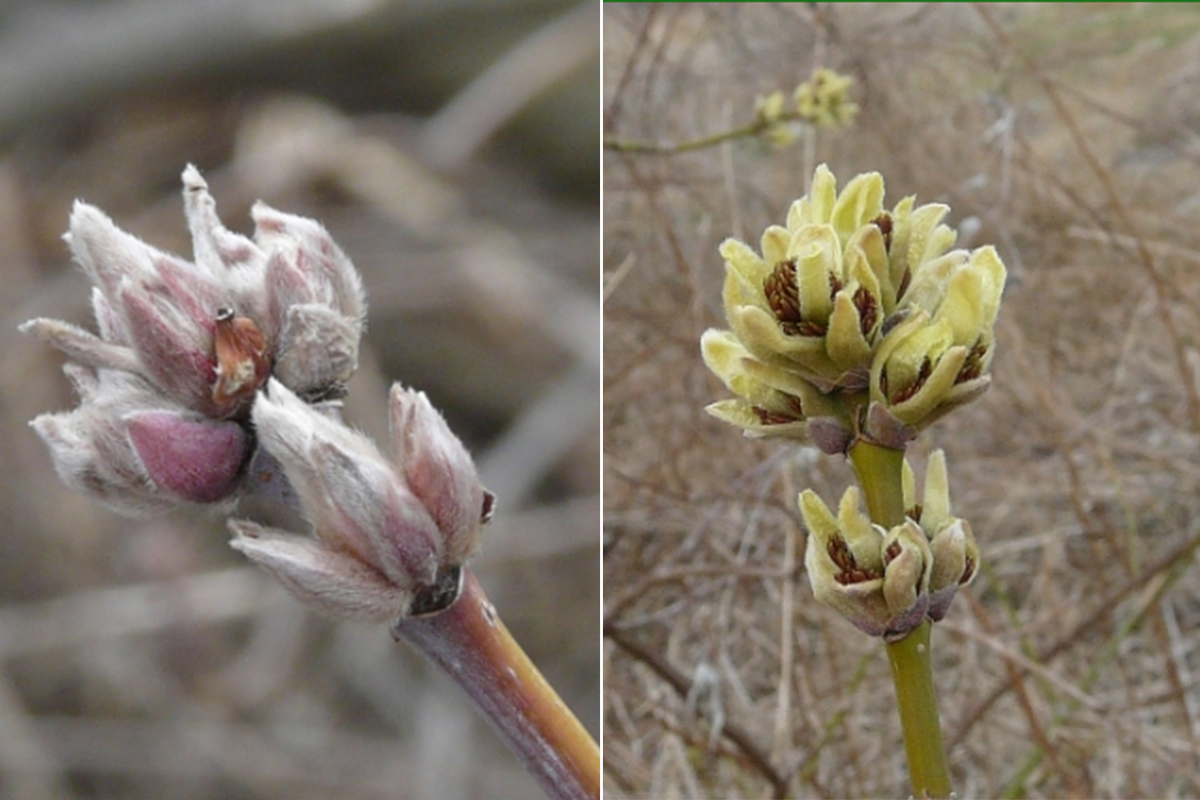 Flowers from a male Manitoba maple tree.