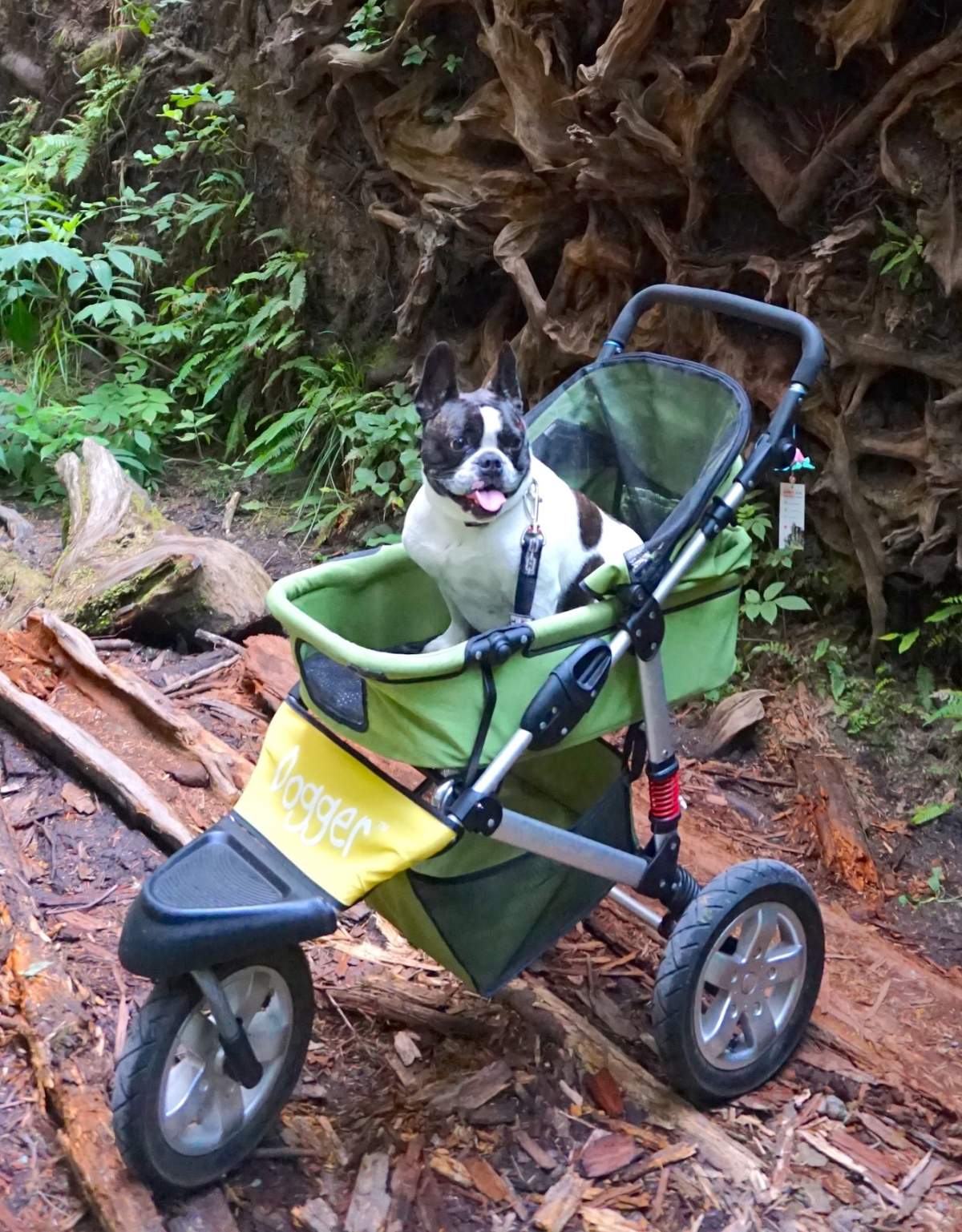 Vancouver ecoVillage says someone took the only stroller the organization has for one of its disabled therapy dogs.