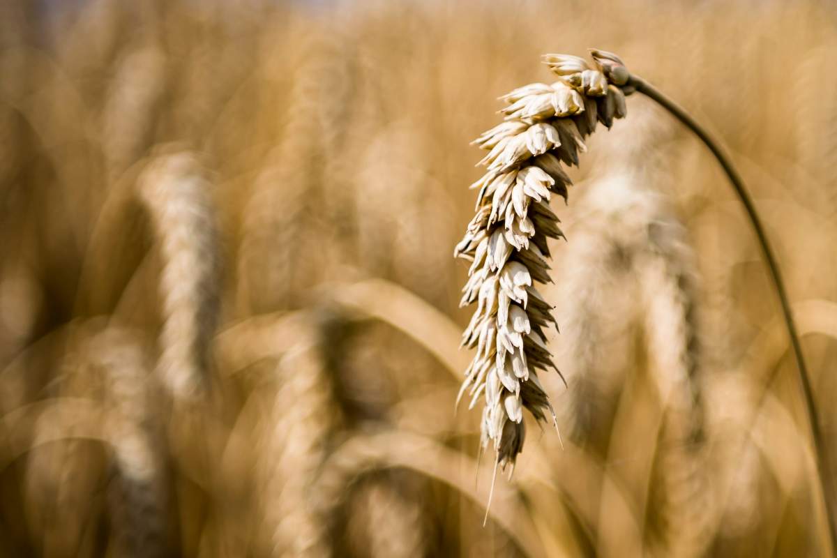 Drought conditions during the critical growing stages have greatly affected crop yields, with Sask Ag saying yields are far lower in some regions than originally forecast.