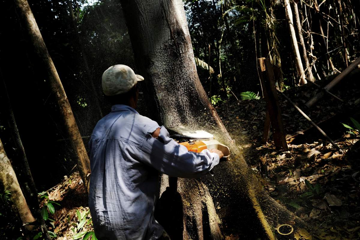 A man cuts down a tree with a chainsaw in a forest near the municipality of Itaituba, Brazil August 7, 2017. 