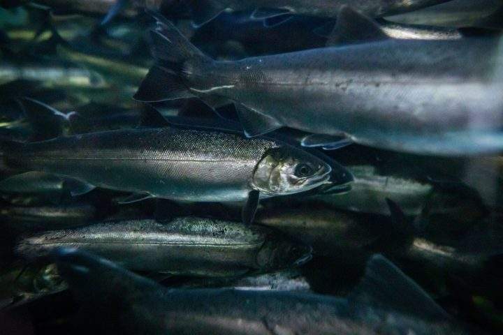 Coho salmon swim at the Fisheries and Oceans Canada Capilano River Hatchery, in North Vancouver, on Friday July 5, 2019. Minister of Fisheries, Oceans and the Canadian Coast Guard Jonathan Wilkinson and B.C. Minister of Agriculture Lana Popham announced the approval of 23 project proposals focused on restoring wild salmon populations in the province. 