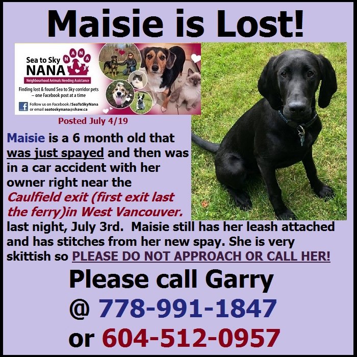 ‘She’s probably very scared’: SAR volunteer searching for puppy who bolted after B.C. highway crash - image