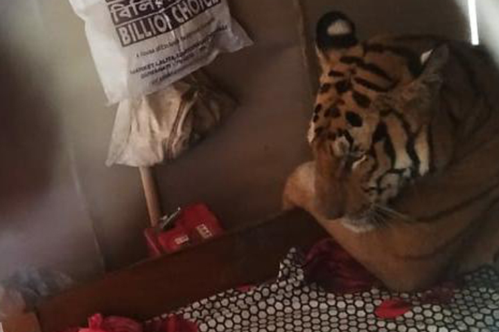 A tiger is shown inside a house near Kaziranga National Park in Assam, India on July 18, 2019.