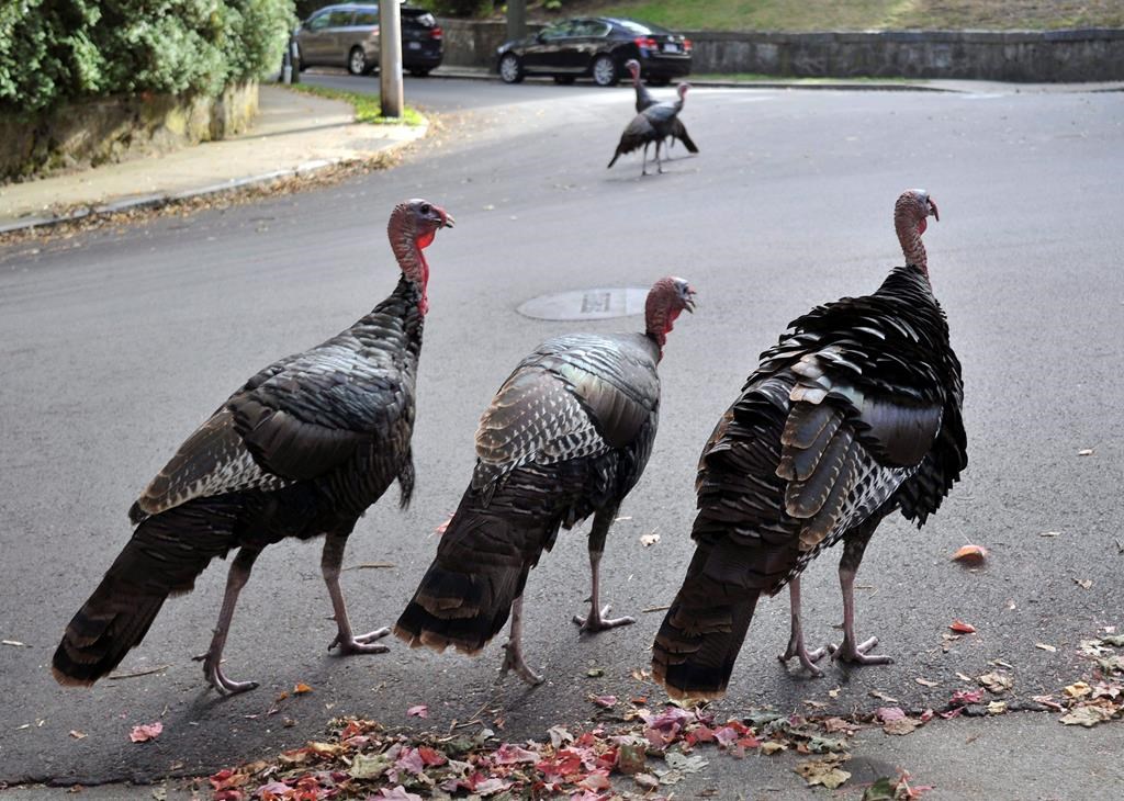 Once hunted near extinction, wild turkeys are an increasingly common sight in southern Quebec.