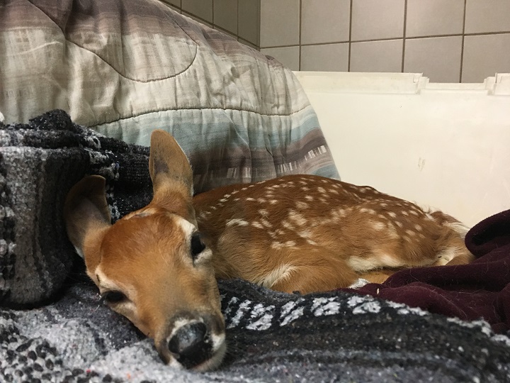 Gilbert the young deer.