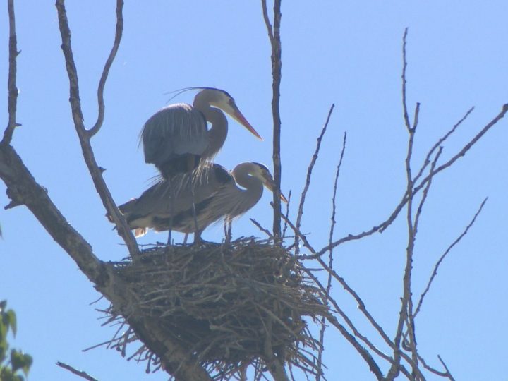 A file photo of two herons in Vernon. Great blue herons are considered a vulnerable species.