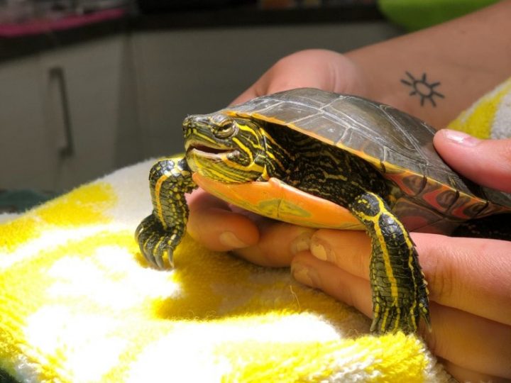 Sunny the turtle.