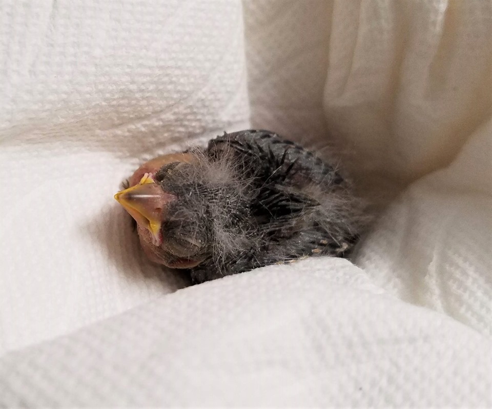 A lesser goldfinch chick is shown at the Wildlife Rehabilitation Center of Northern Utah on June 30, 2019.