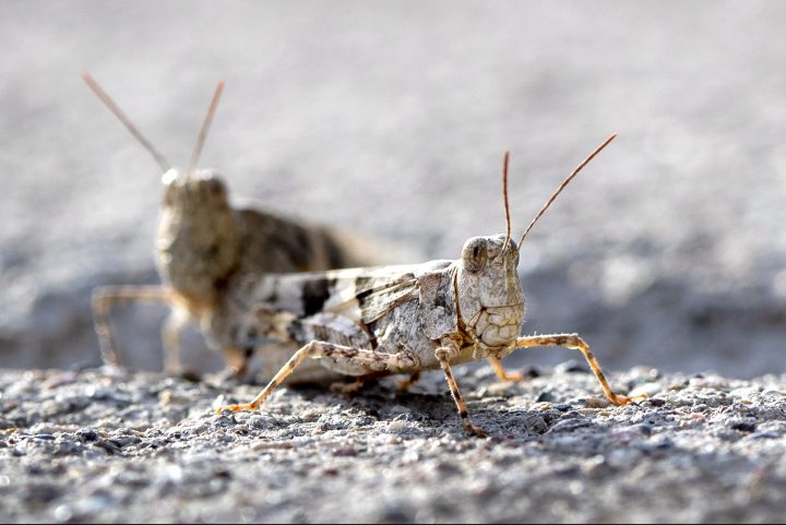 This Thursday, July 25, 2019, photo shows grasshoppers on a sidewalk outside the Las Vegas Sun offices in Henderson, Nev.