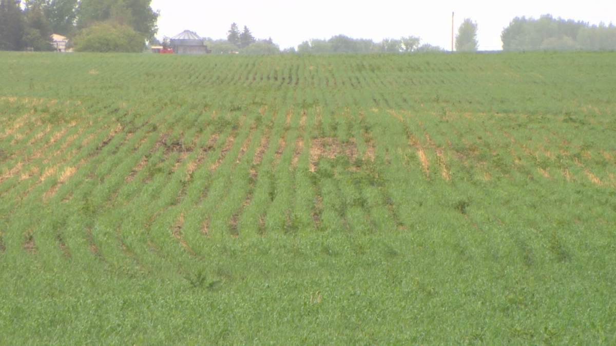 File photo. Saskatchewan Agriculture said 99 per cent of the 2021 crop is now in the ground, however topsoil conditions continue to deteriorate.