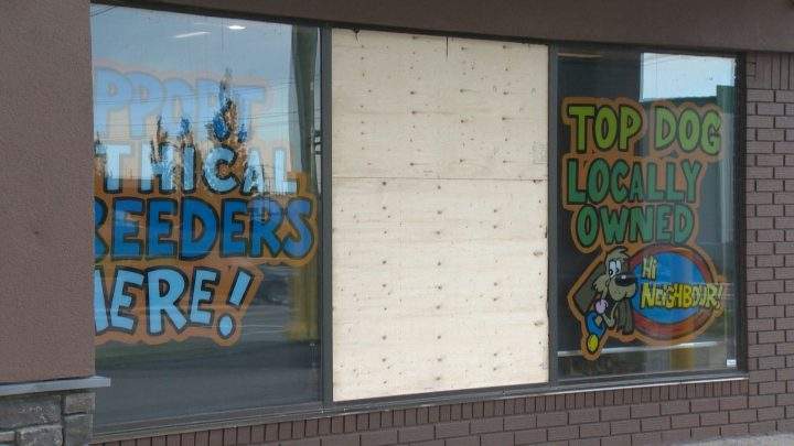 Two puppies were stolen from a Calgary pet store on Saturday.