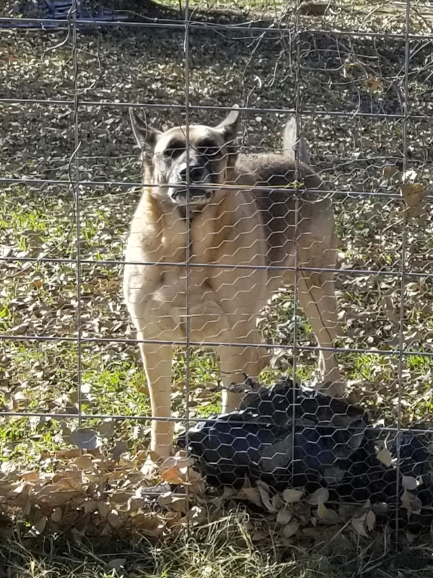 RCMP believe Whisenand may be travelling with this dog.