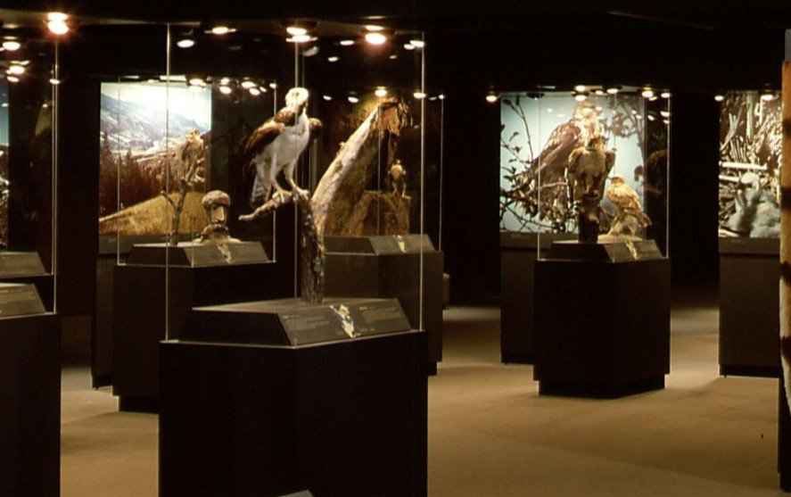Birds of Prey will open to the public on Sept. 6.
