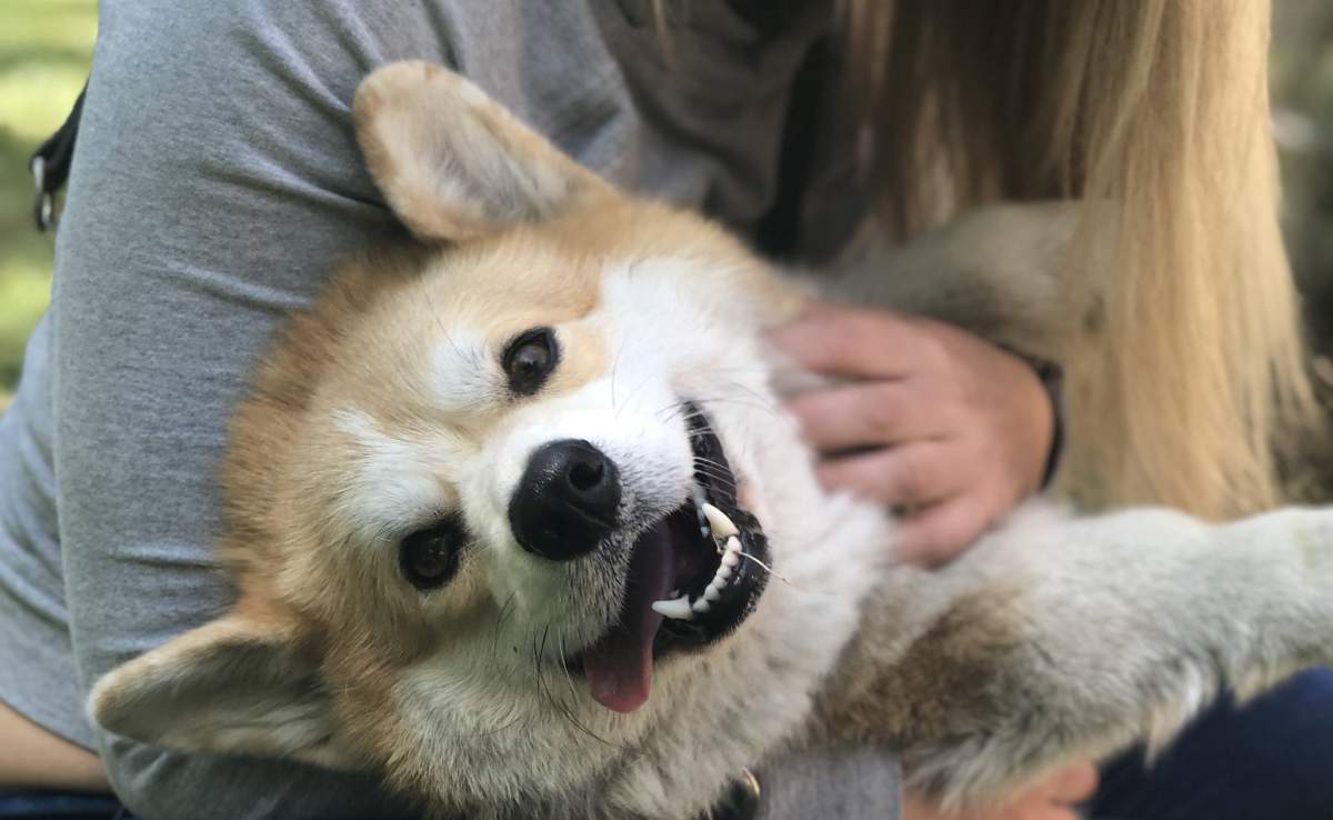 a file photo of a corgi, seen with its mouth open, gazing into the camera.